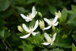 20161014センニンソウ	仙人草	Clematis terniflora	8～9月